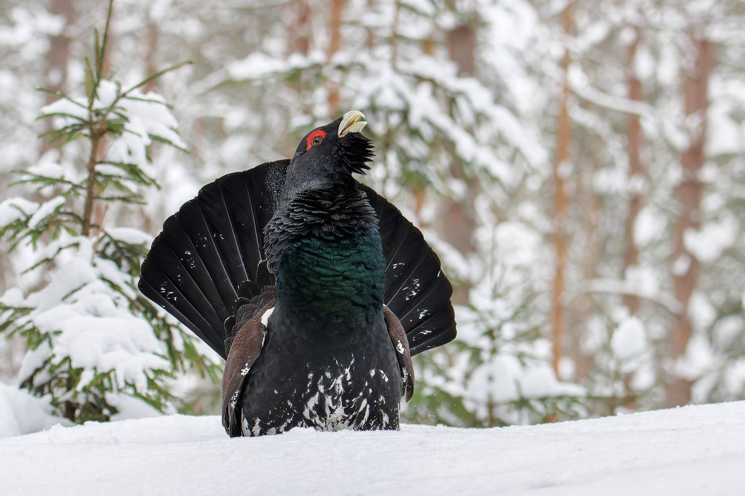 , Морозов Сергей