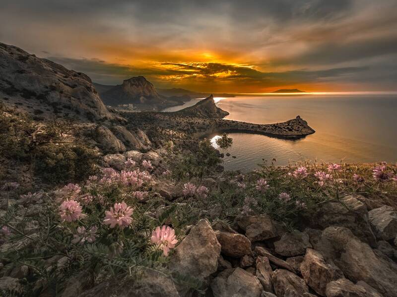 Цветы восхода Нового Света фото превью