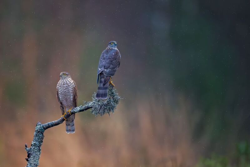 Eurasian sparrowhawks фото превью