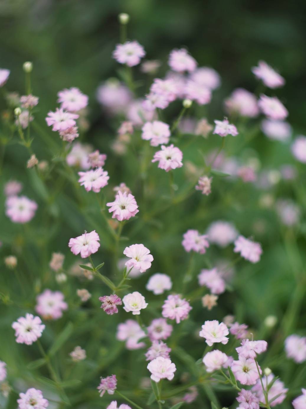 природа, макро, Вязовцев Андрей
