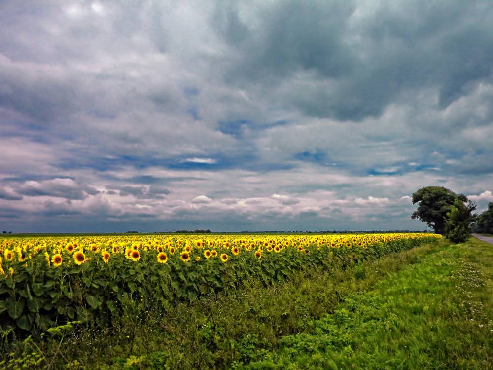 , Савоцкий Роман