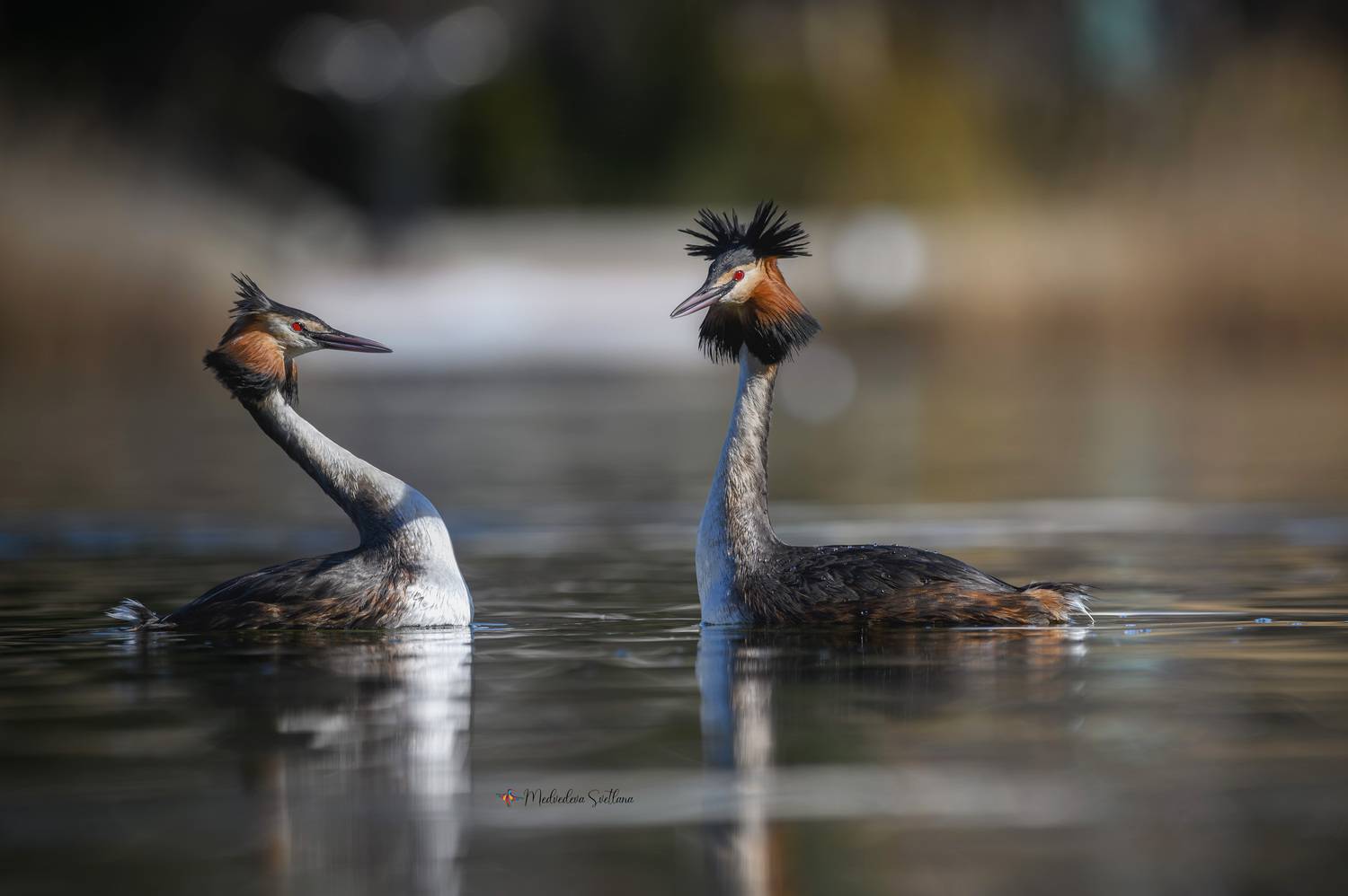 фотоохота, птица, чомга, Медведева Светлана