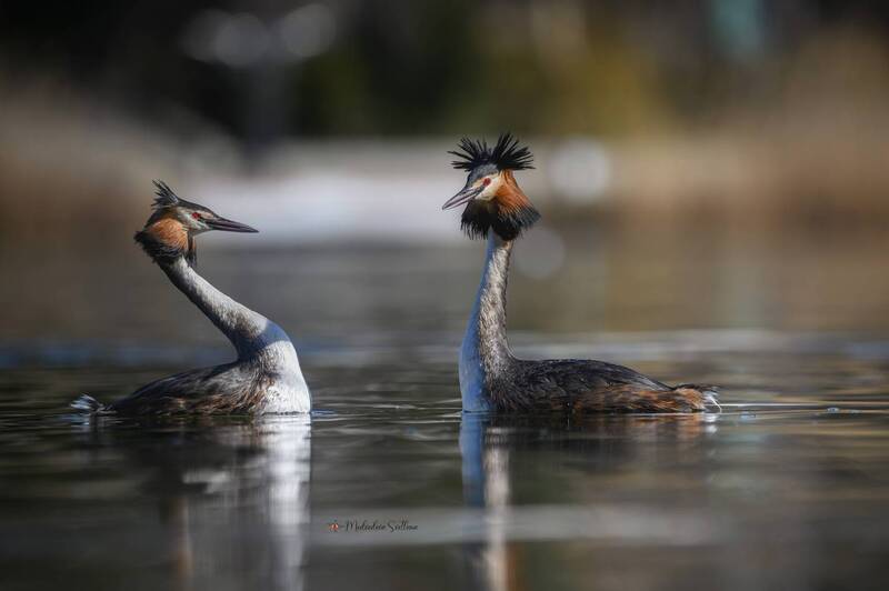 фотоохота, птица, чомга Любовь. фото превью