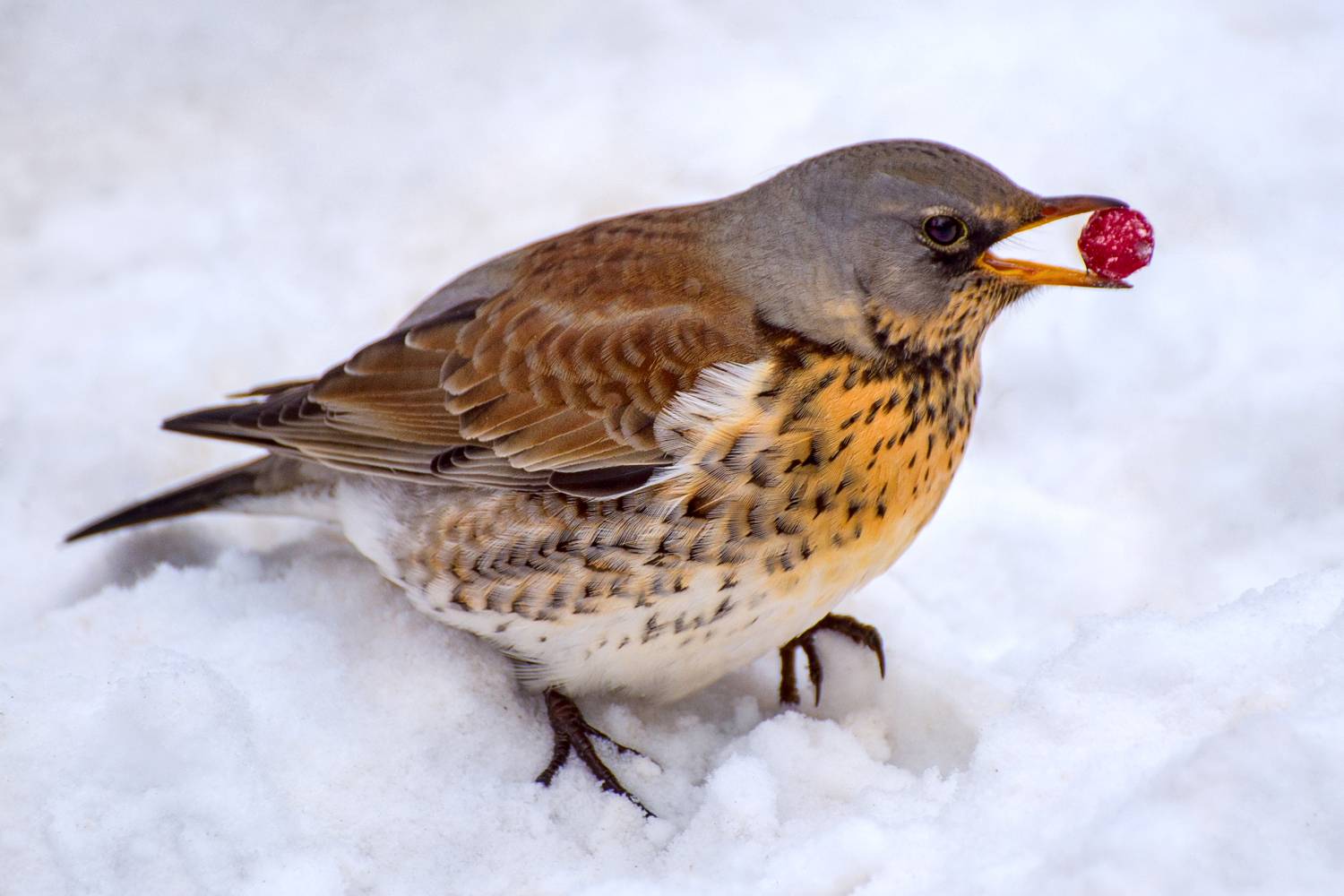 , Алексеев Сергей