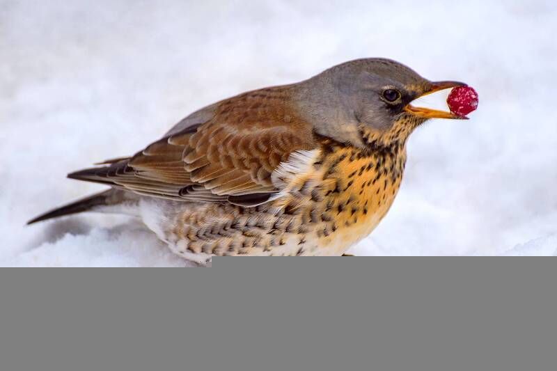 Дрозд рябинник. фото превью