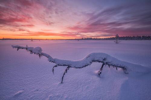 Трехножка топает на юг...