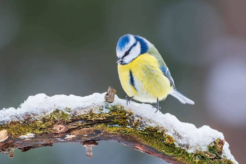 лазоревка Лазоревка фото превью