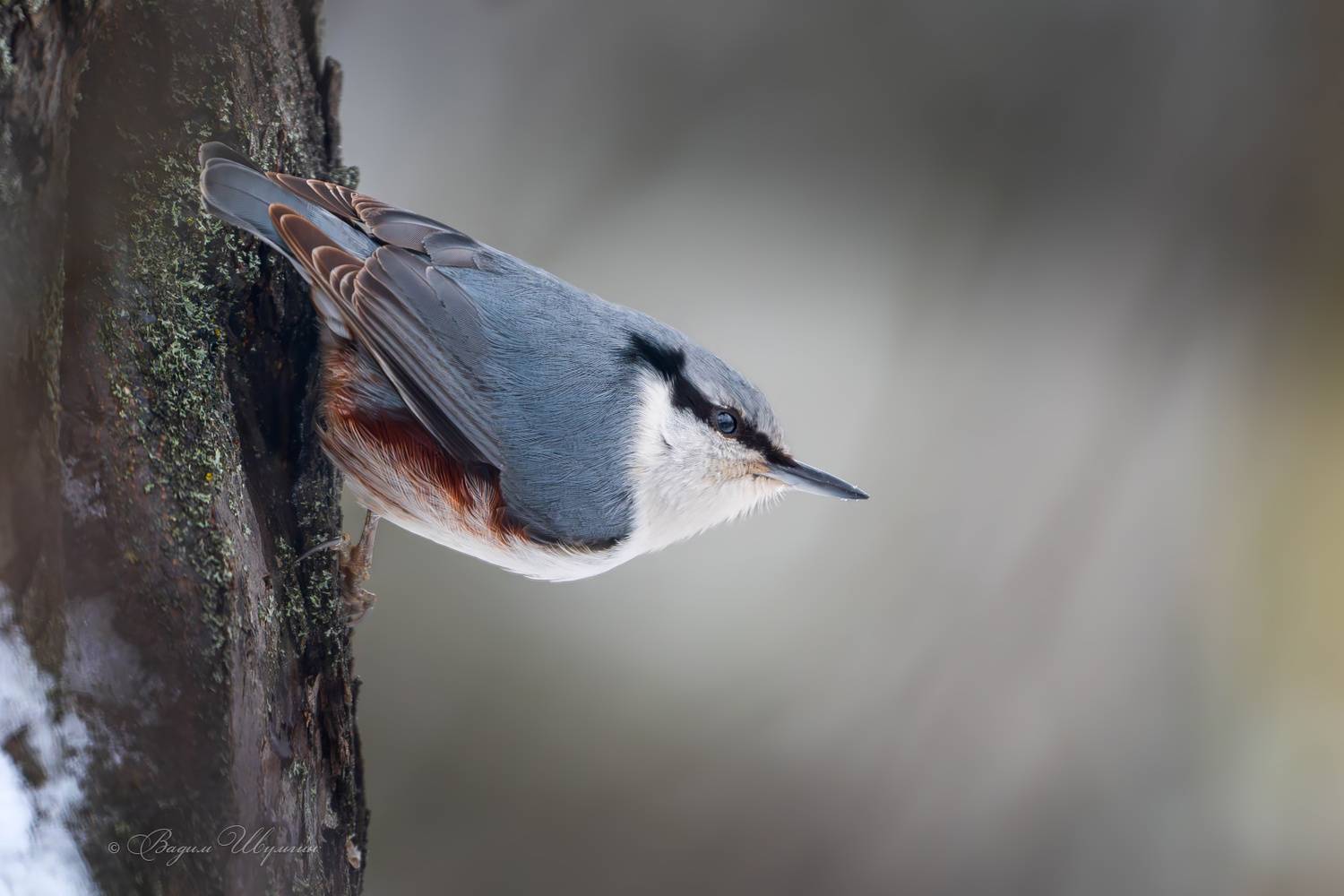 поползень, Шульгин Вадим