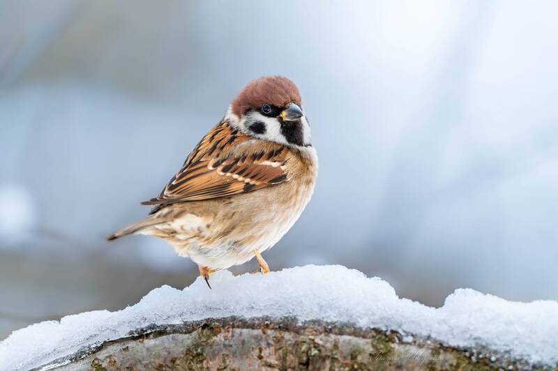 воробей Полевой воробей фото превью