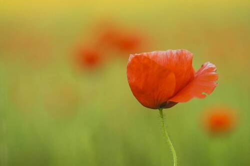 Poppies