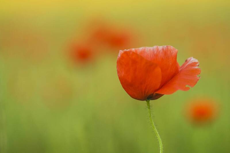 plant, flower, botany, springtime, close-up, meadow, selective focus Poppies фото превью