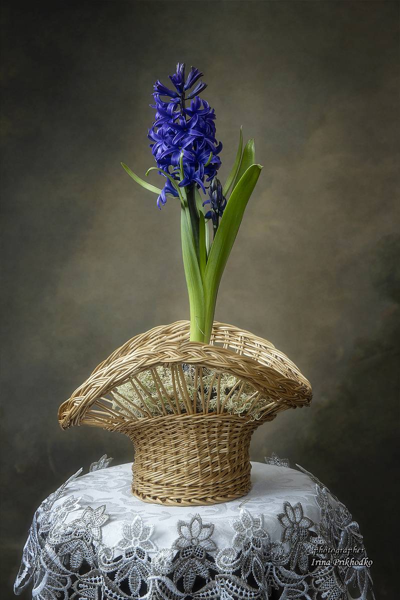 натюрморт, гиацинт, весна, цветы, Приходько Ирина