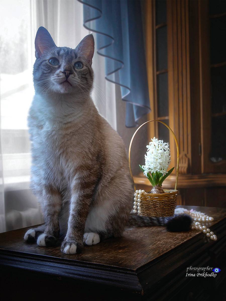 животные, домашние питомцы, интнрьер, цветы, Приходько Ирина