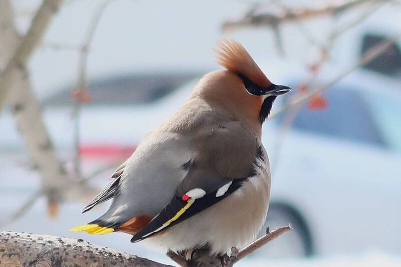 птицы, свиристель Морозной  весной фото превью