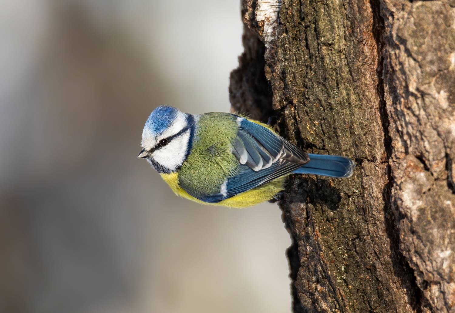 лазоревка, обыкновенная лазоревка, синица, птицы, зима, лес, природа, животные, Жгилёв Сергей