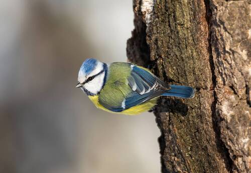 Обыкновенная лазоревка.