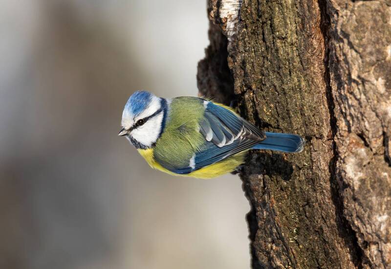 лазоревка, обыкновенная лазоревка, синица, птицы, зима, лес, природа, животные Обыкновенная лазоревка. фото превью