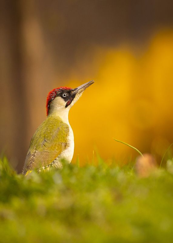 Gray-headed Woodpecker фото превью