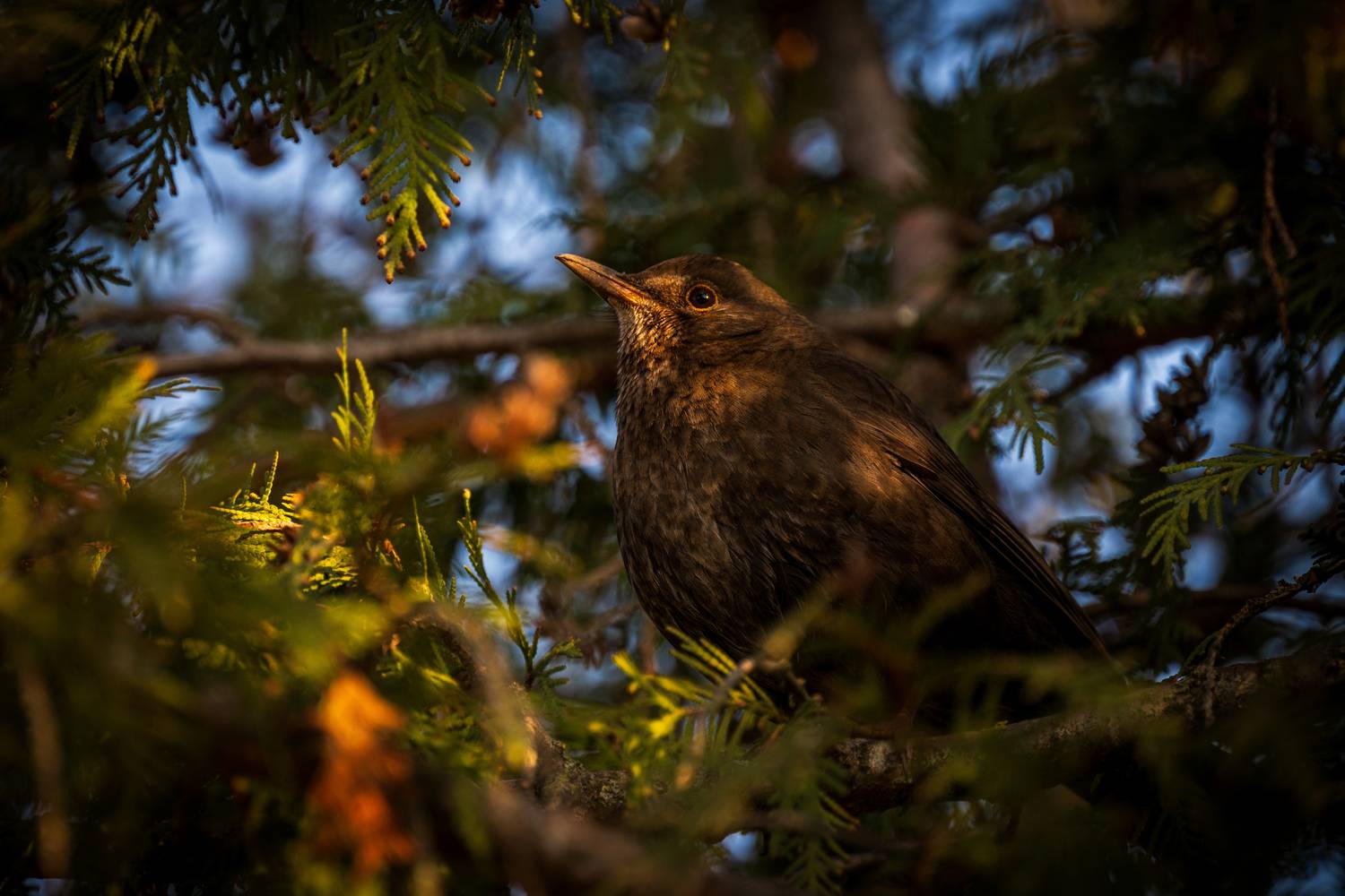 , Dmitry BESPAMIATNYI