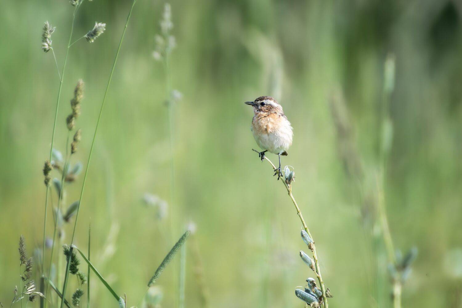 , Полина Шальнева