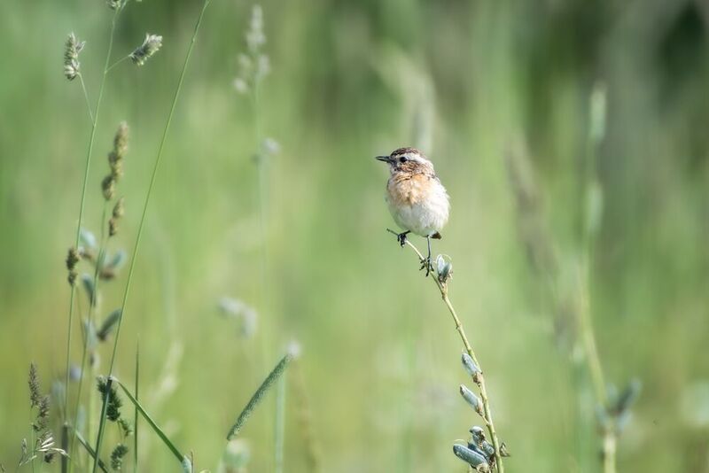 Луговой чекан  фото превью