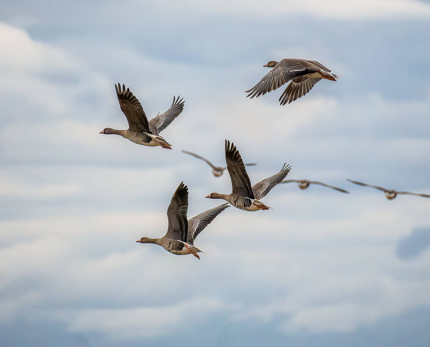 Гуси, бёрдвотчинг, полет, Ворожцова Марина
