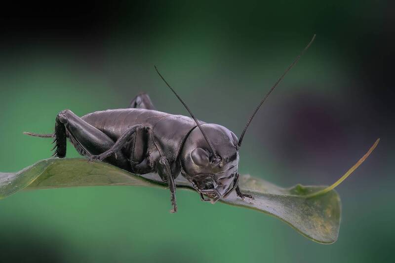 Сверчок фото превью