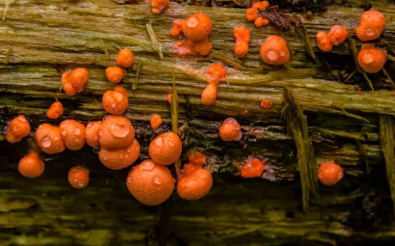 .... фото превью