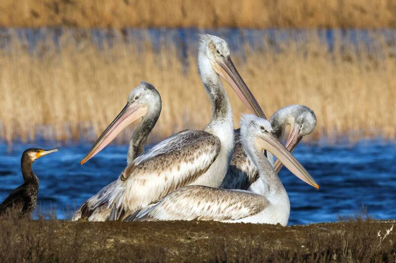 пеликаны, бакланы, озеро турали, дагестан Пеликана- Горыныч и Бакланочка.. фото превью