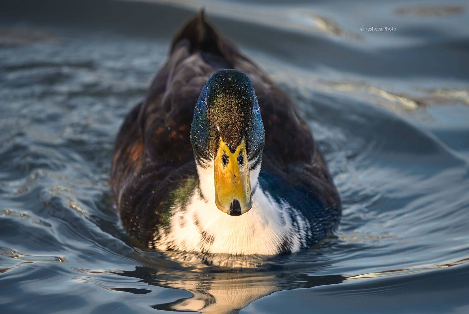 Селезень, Чёрная белогрудая утка, утка, Ирешева Мария