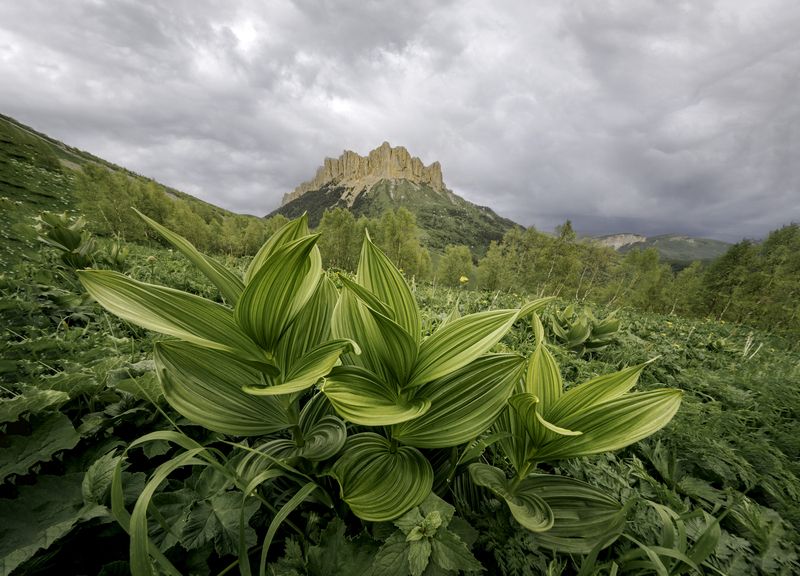 Россия, республика Адыгея, Большой Тхач, чемерица Лобеля Красивое растение, но, говорят, ядовитое... фото превью