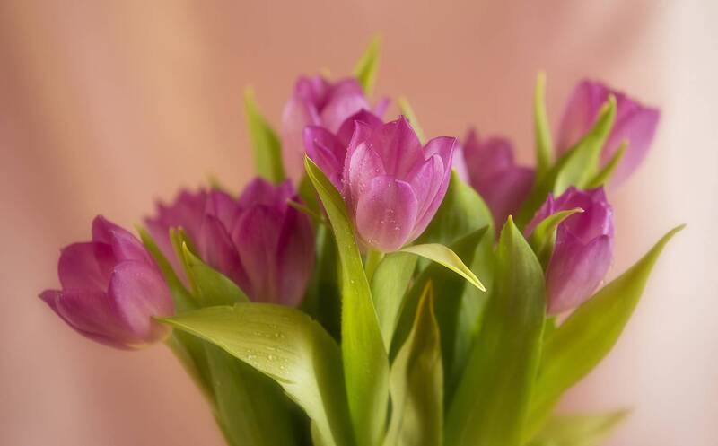 цветы Цветочное фото превью