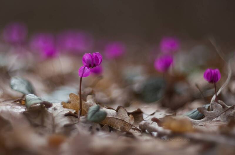 кубалач, цикламены, цикламены крыма, эндемик, крым, зима в крыму, макро Крымские цикламены фото превью