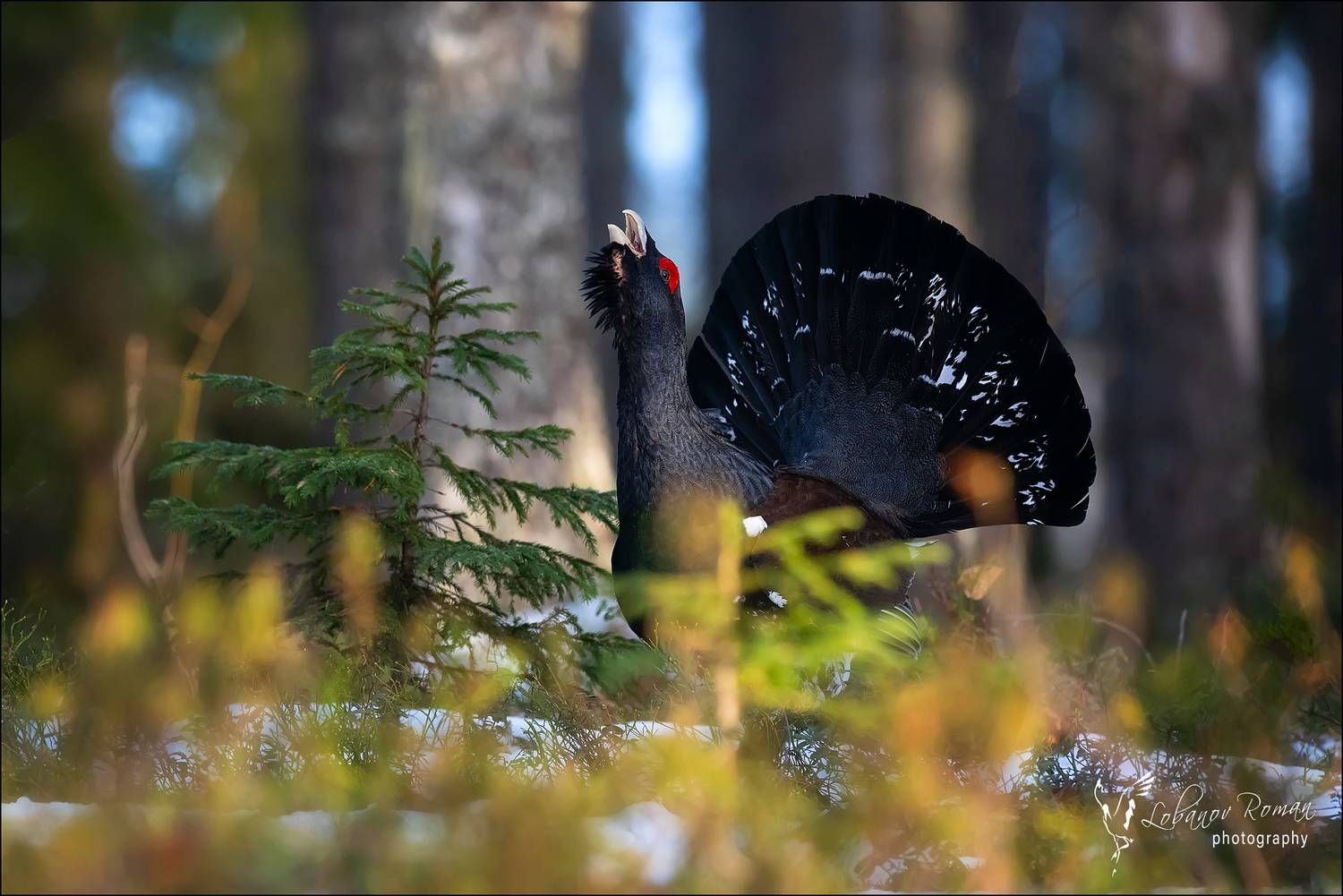 , Лобанов Роман