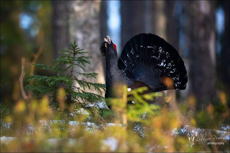 На лесной опушке ...  фото превью