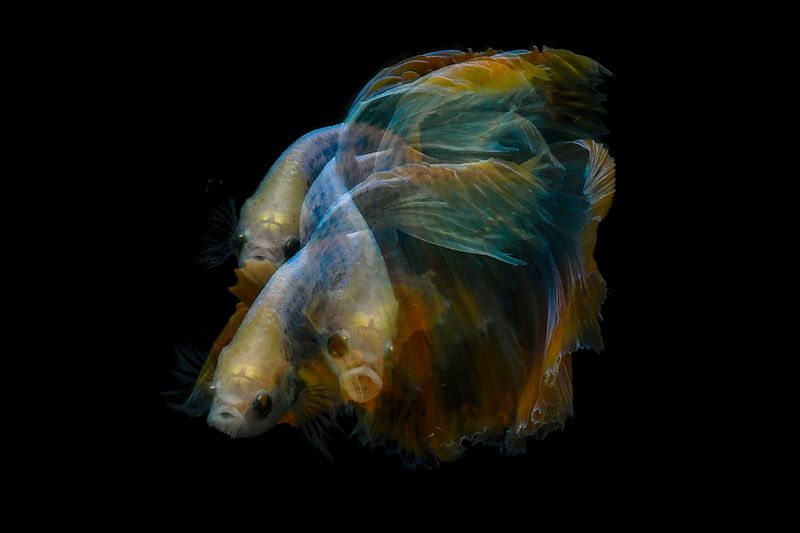 Warna warni фото превью