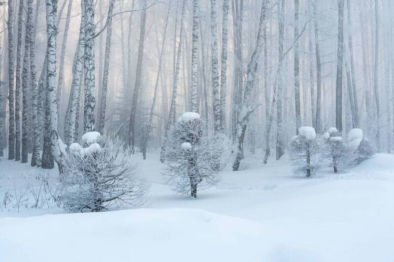 Морозная свежесть… Frosty freshness... фото превью