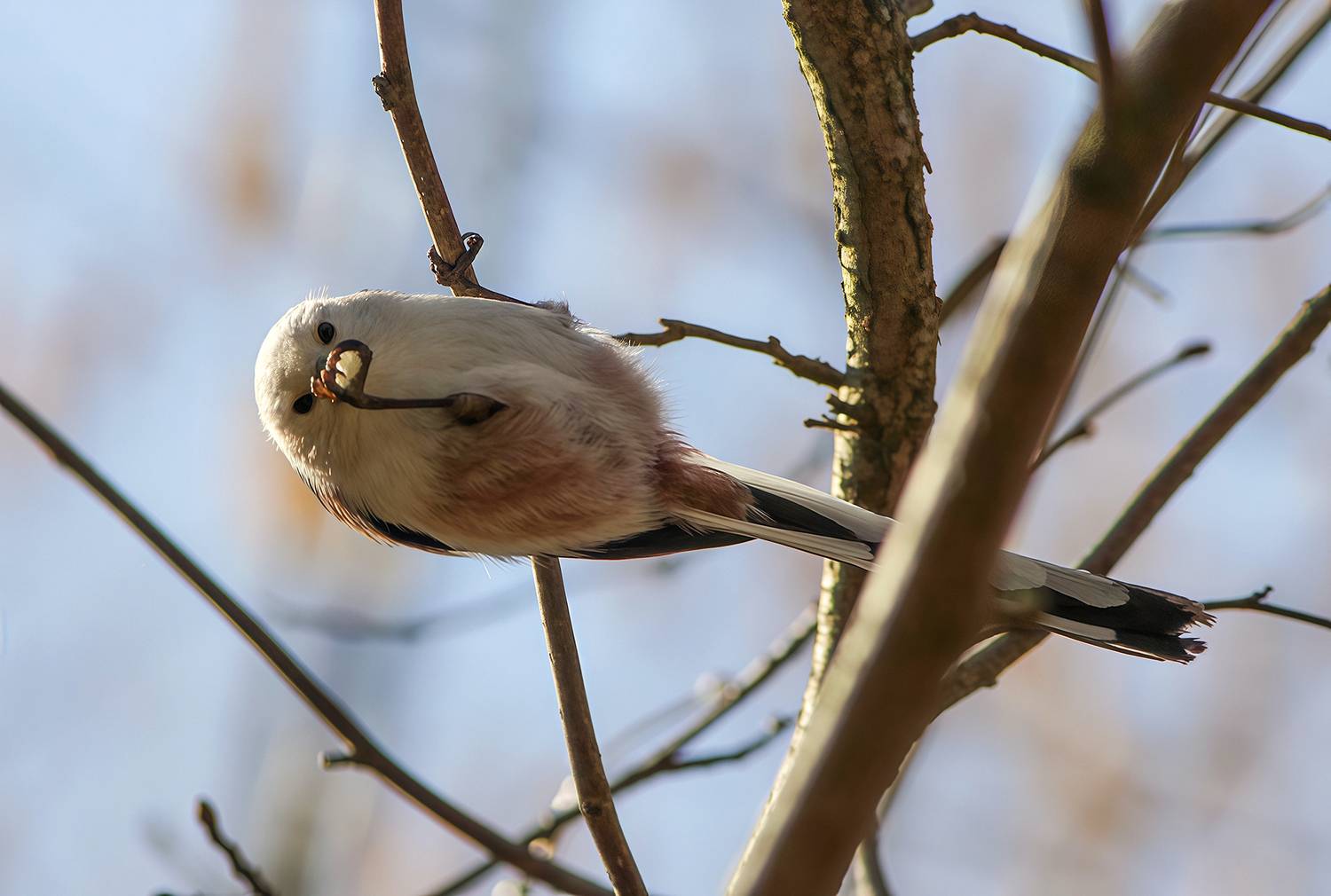 синица, длиннохвостая синица, ополовник, aegithalos caudatus, КарОл