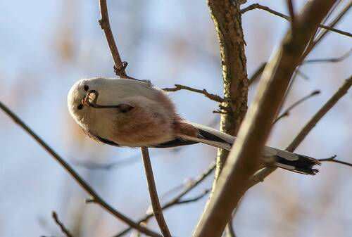 Длиннохвостая синица