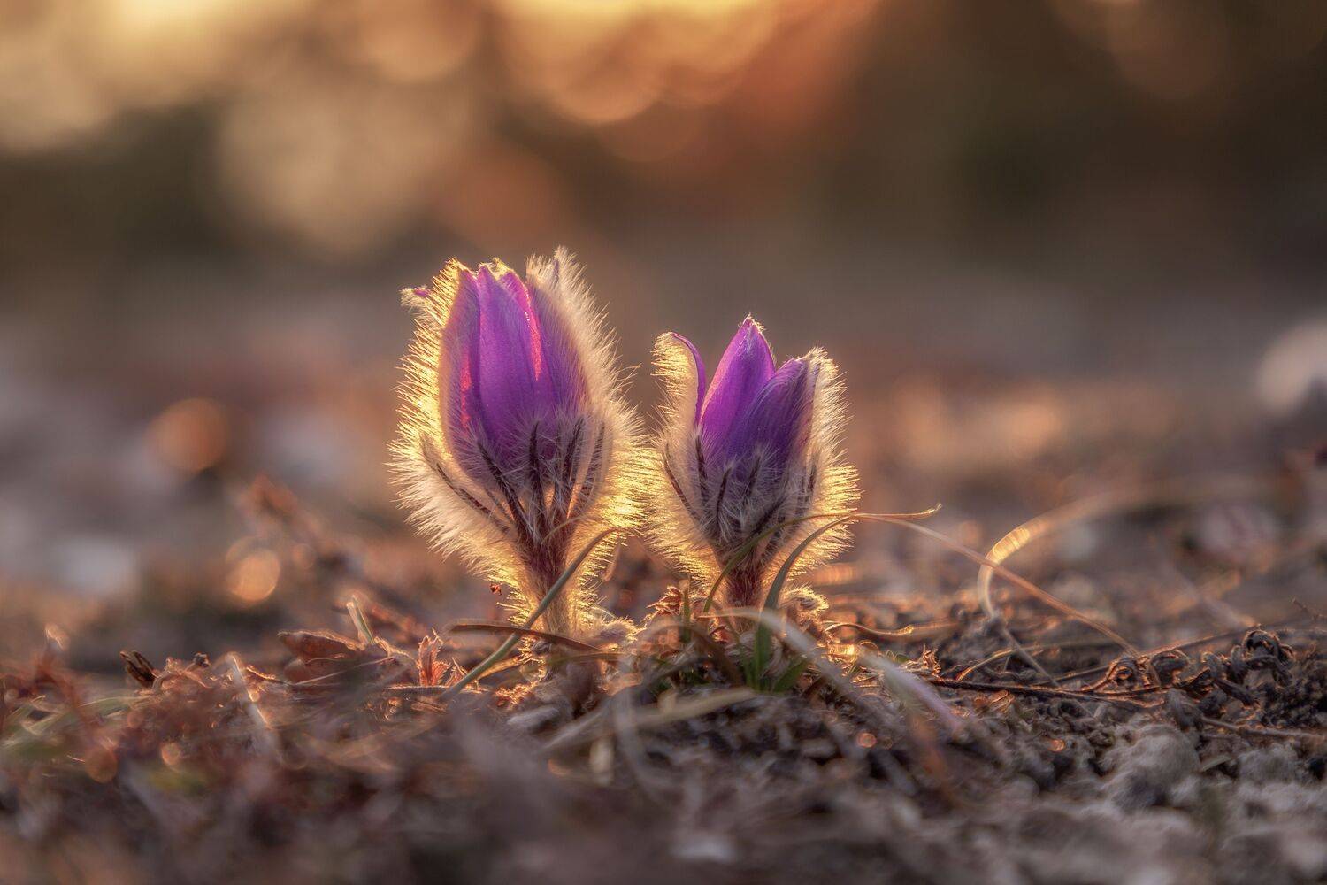 Крым, Гусева Елена