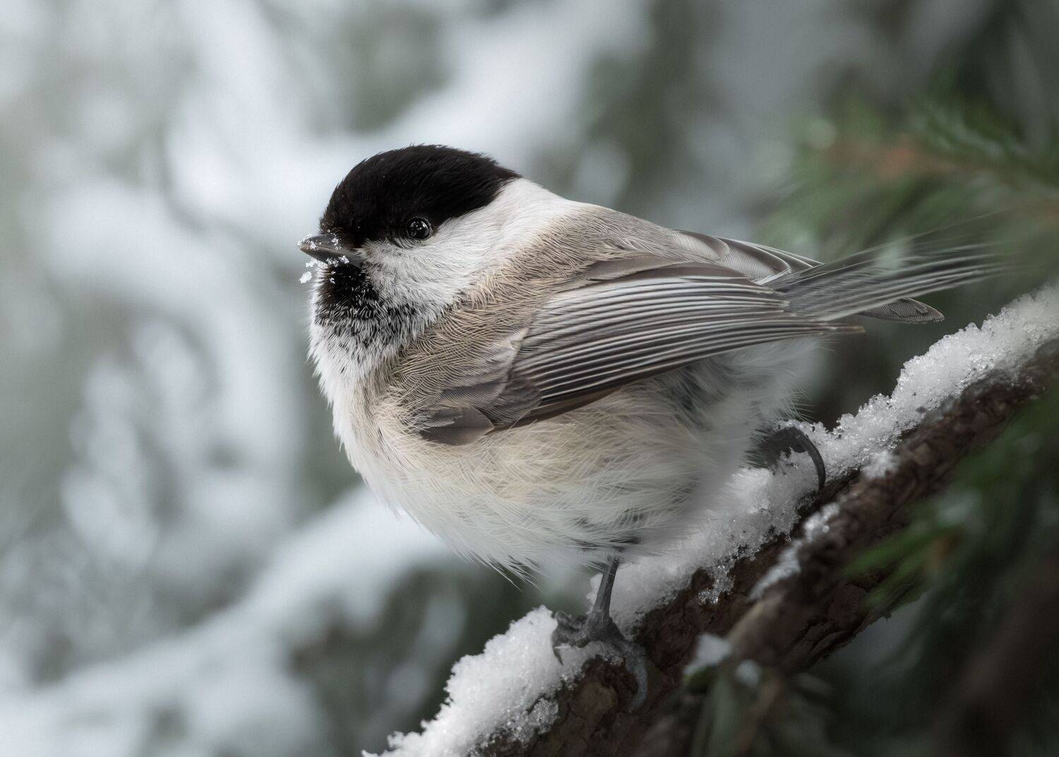 , Полина Шальнева
