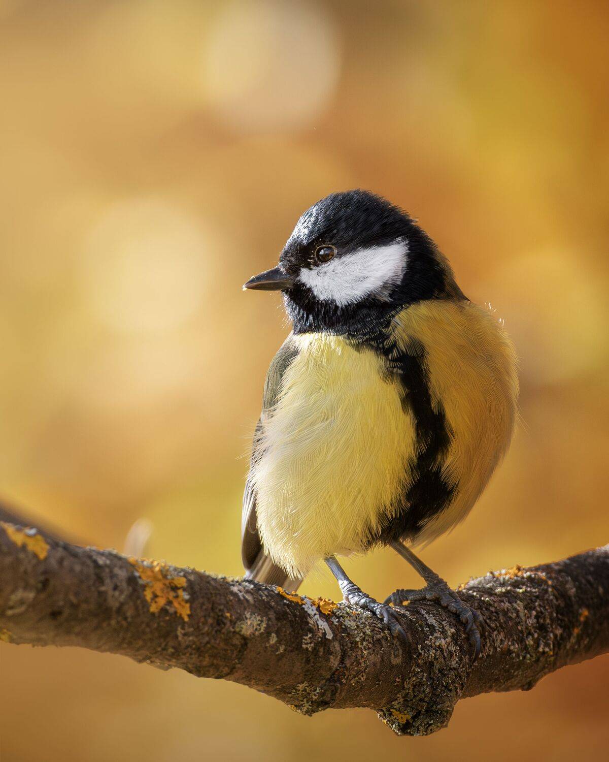 , Полина Шальнева