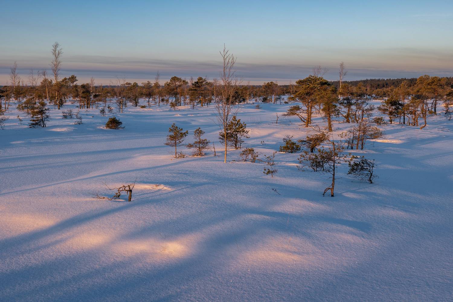 , Гордон Николай