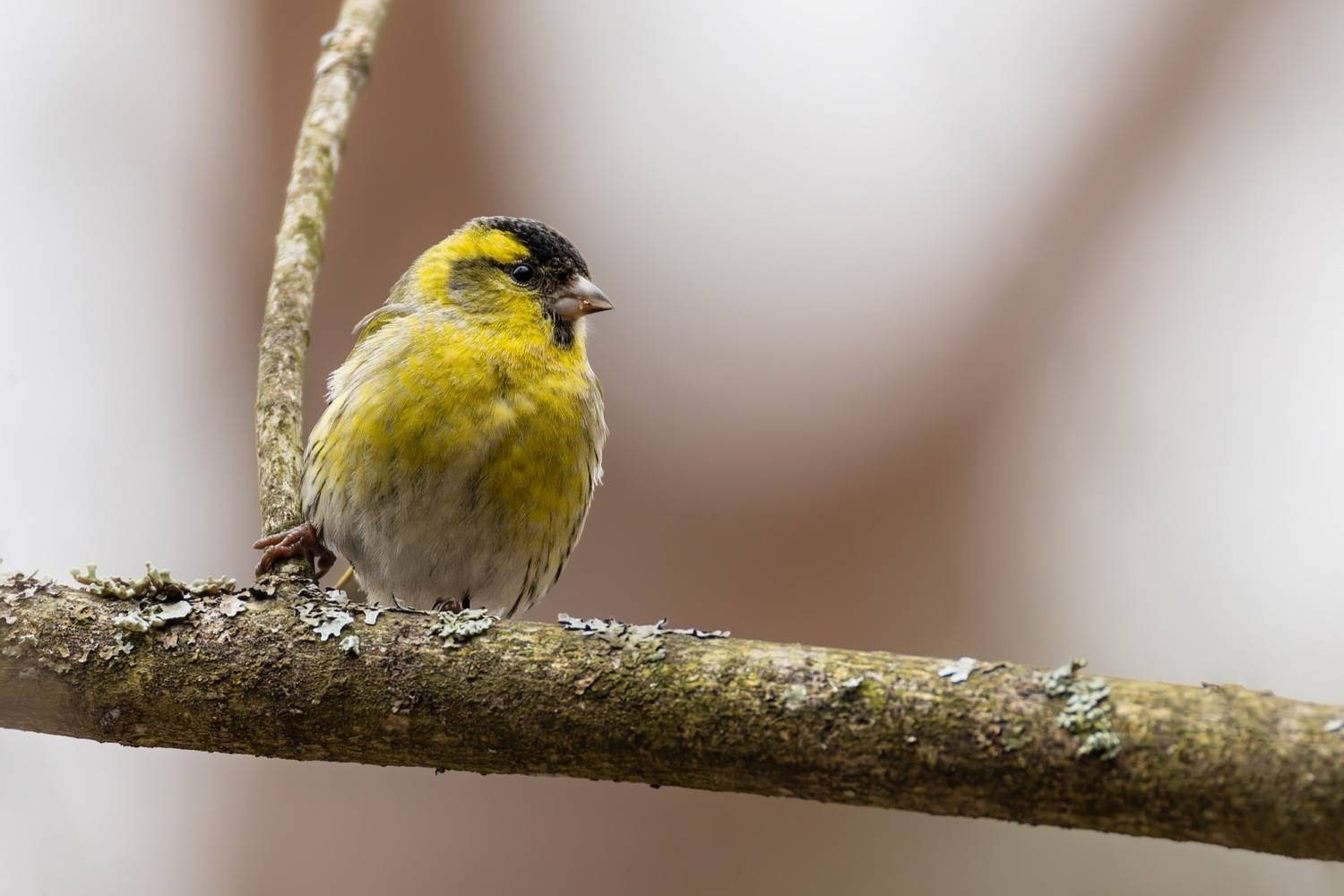 чиж, птицы, Ruslan Pl