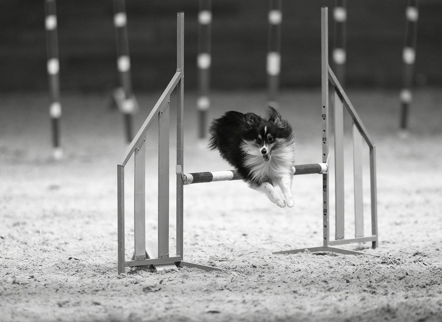 соревнования, собака, спорт, аджилити, dog, sport, competition, jump, Стукалова Юлия