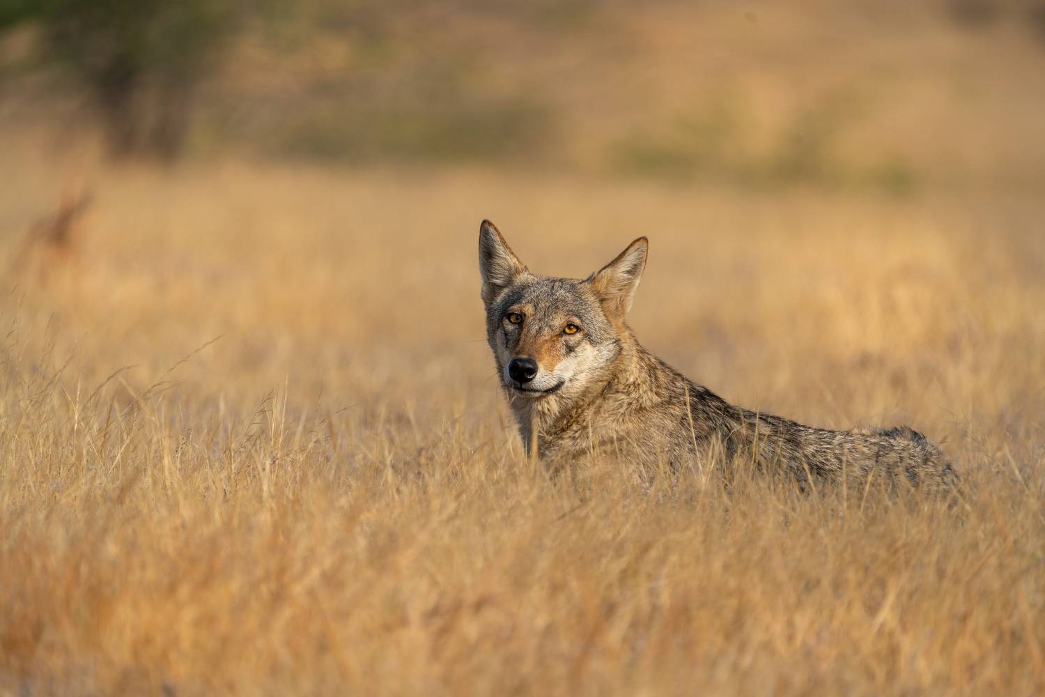 ghost of the grasslands, wolf, wildlife, indian wolf, indian grey wolf, Akshay Bhandari