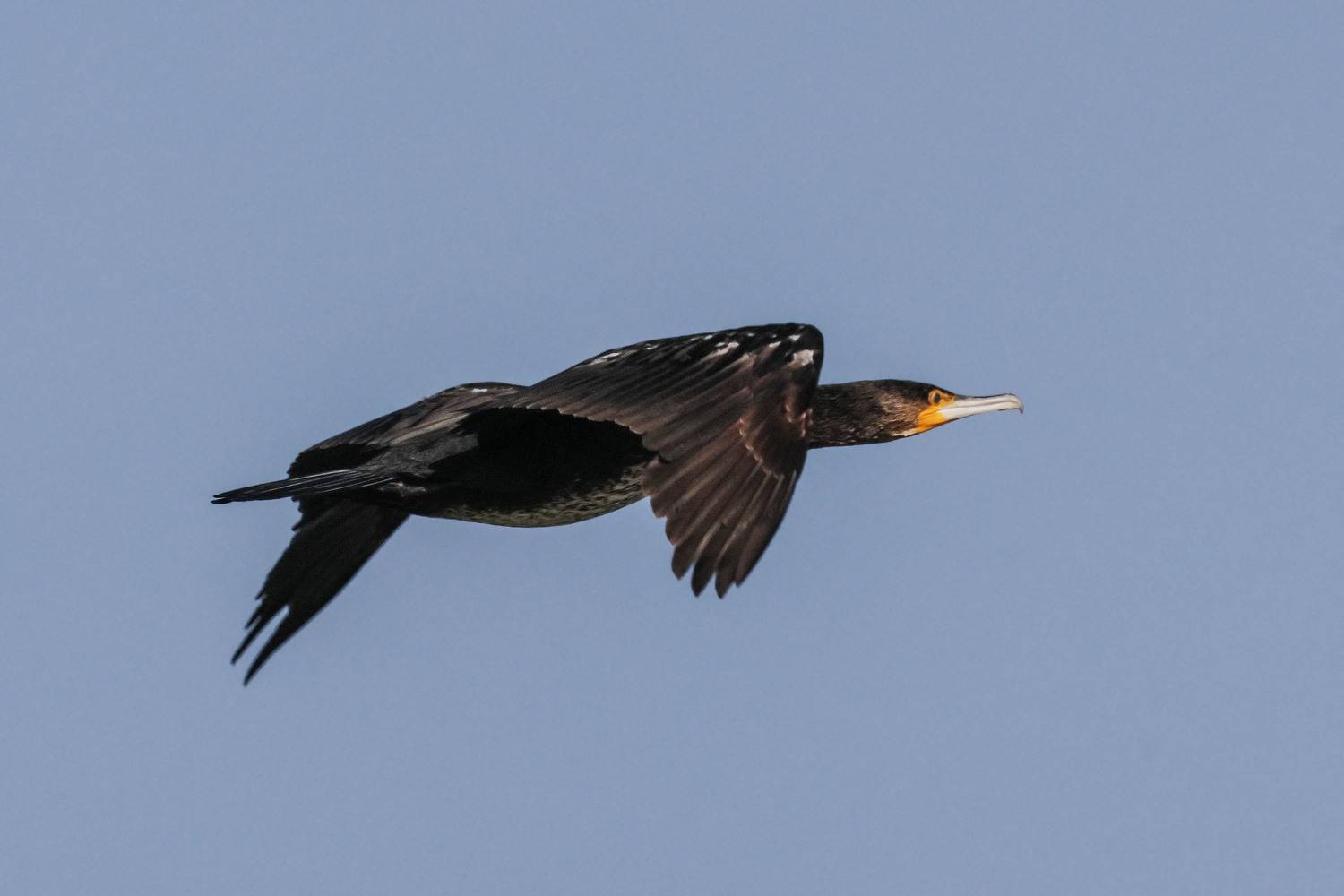 баклан, озеро турали, Magov Marat