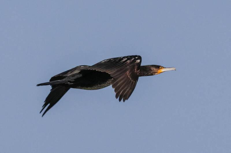 баклан, озеро турали Баклан на взлёте.. фото превью