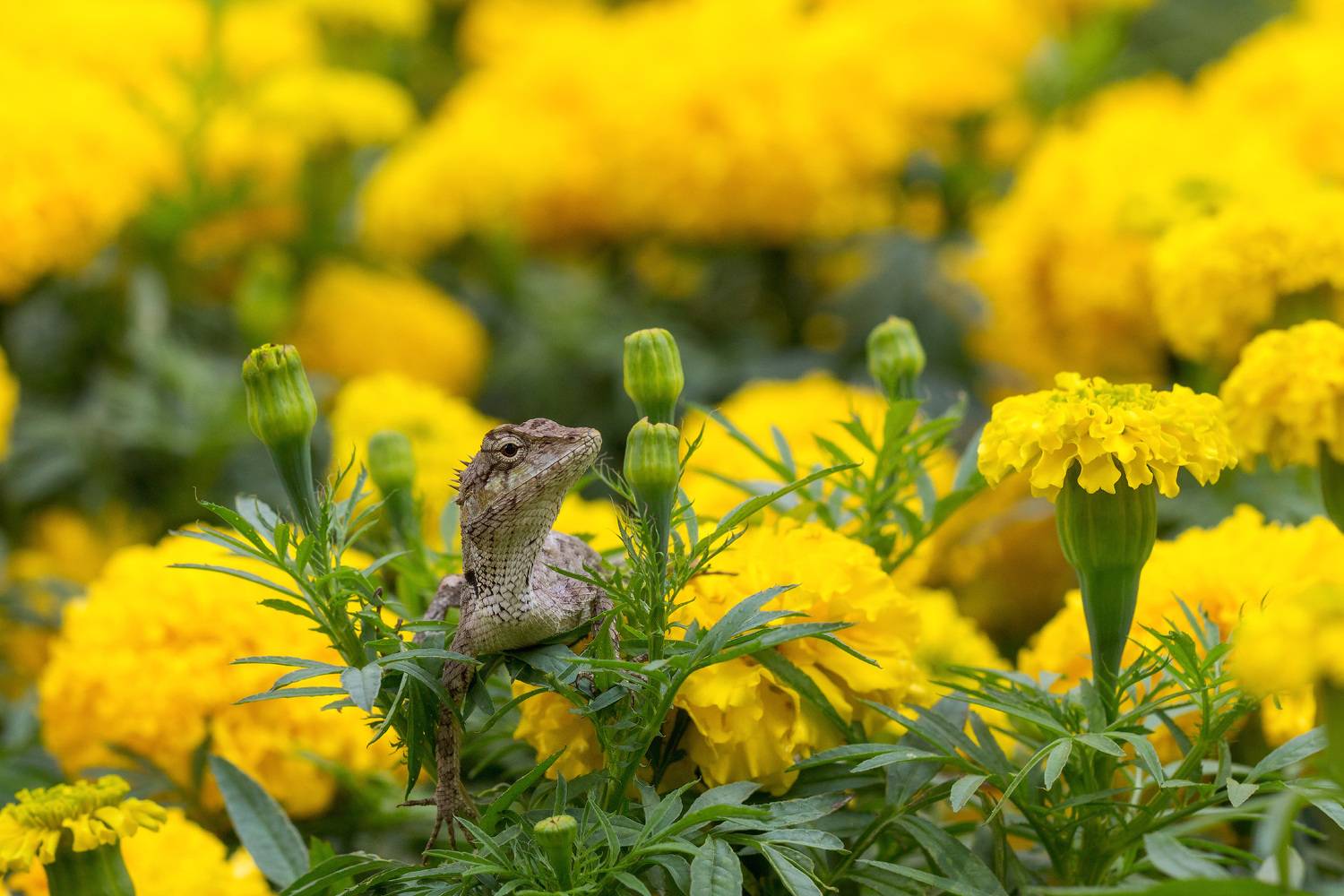 , Сергей Молоков