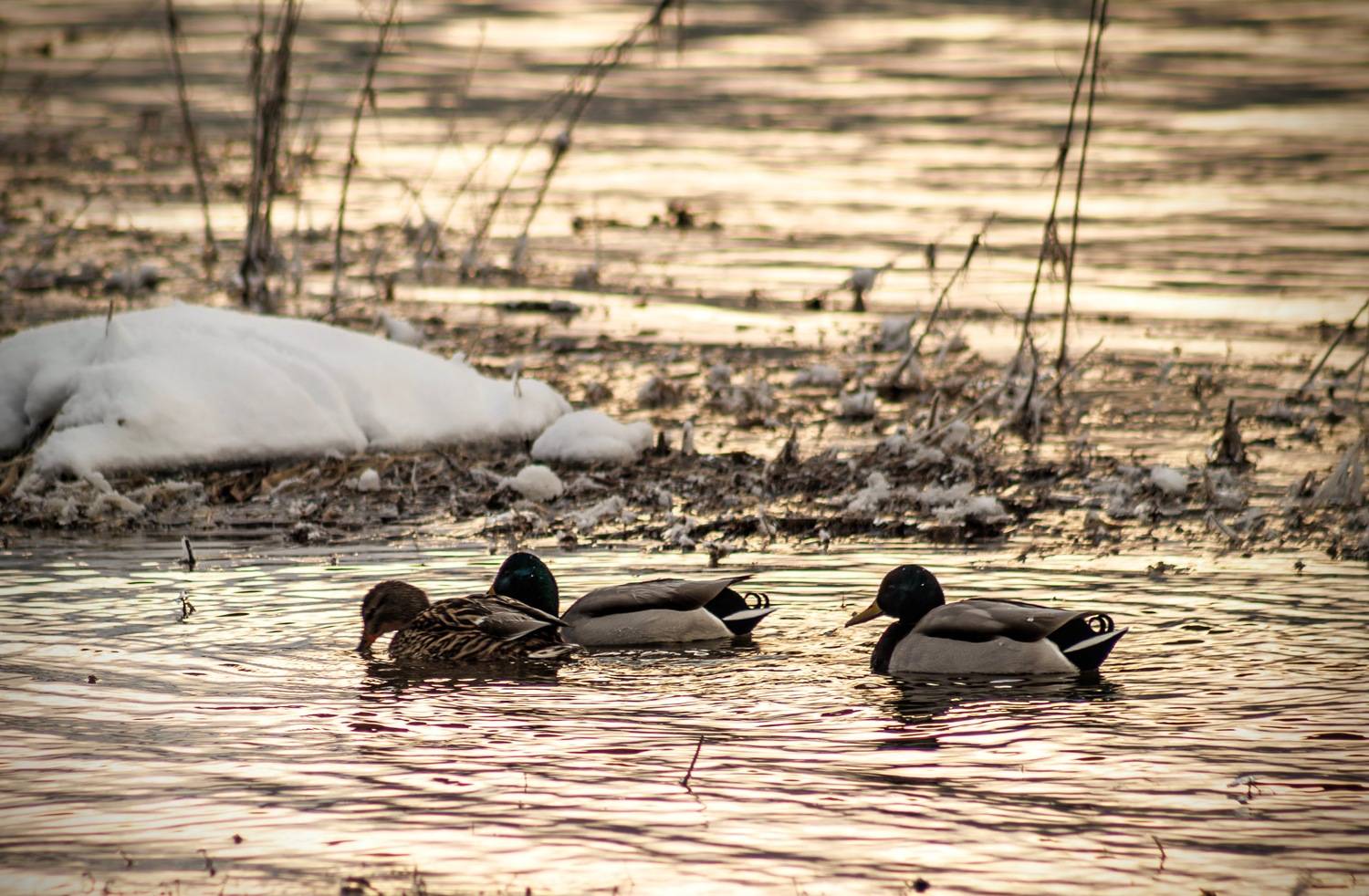 putns, ūdens, upe, ziema, Cielava Dace